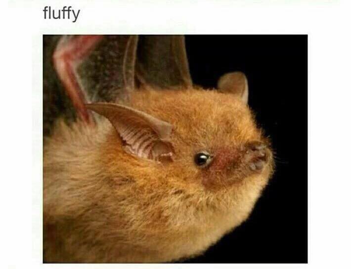 Bats are Amazing