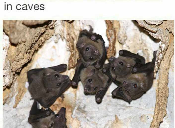 Bats are Amazing