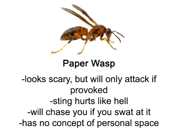 Funny Guide to Bees and Wasps