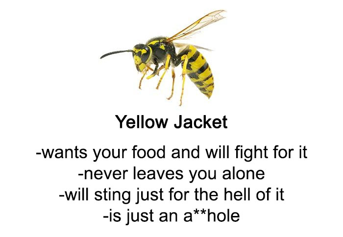 Funny Guide to Bees and Wasps