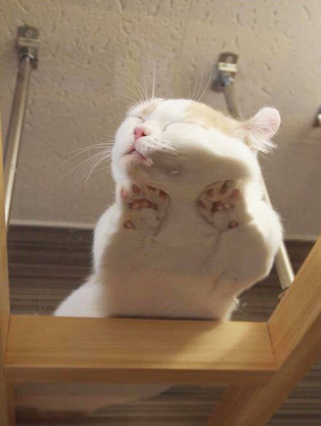  Cats On Glass Tables