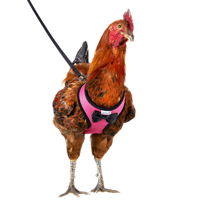 Chicken Harnesses To Help Your Chicken Cross The Road