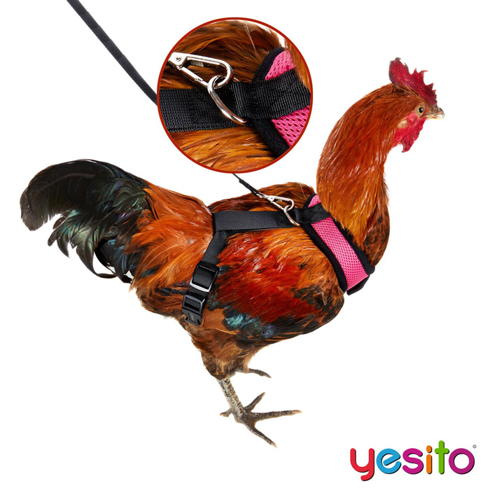Chicken Harnesses To Help Your Chicken Cross The Road