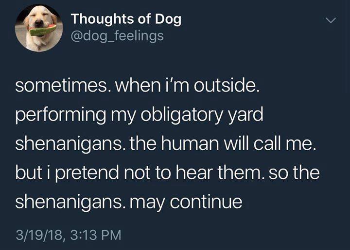 Thoughts of a Dog