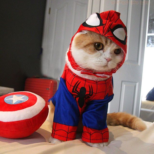 Cat Cosplaying as Marvel Characters