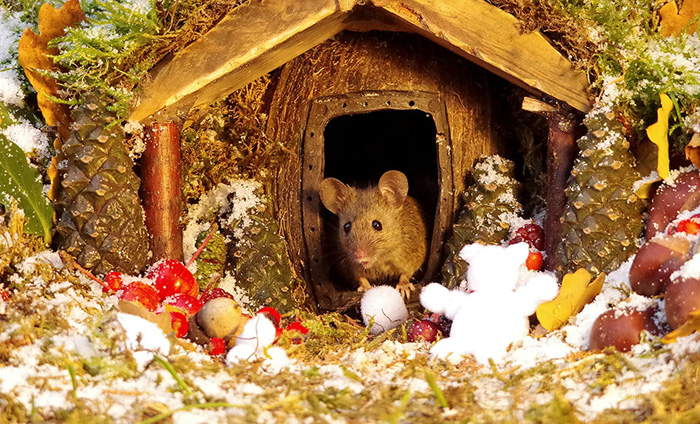 Guy Builds Miniature Village For Family of Mice