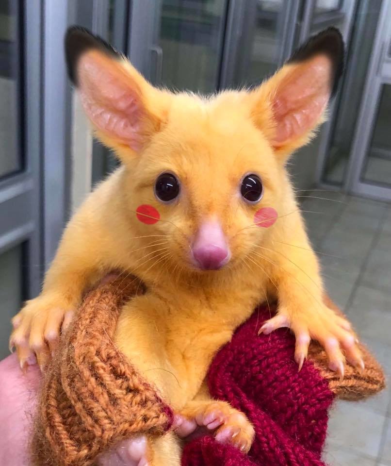 A Real Life Pikachu Exists