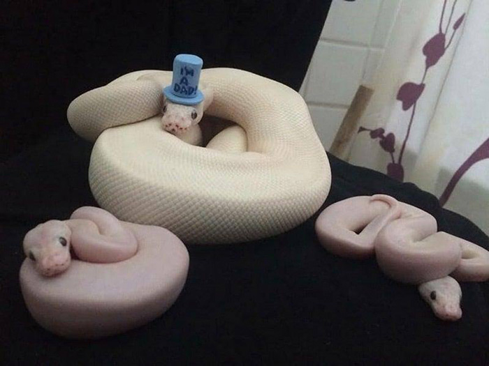 Snakes Wearing Tiny Hats