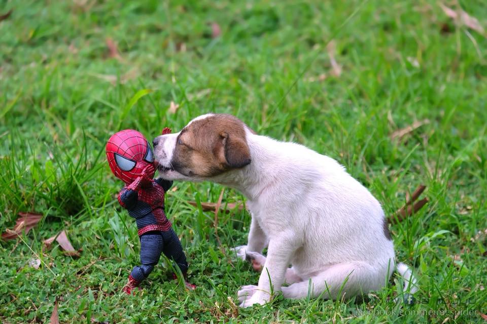 Spider-Man with a Puppy Photoshoot