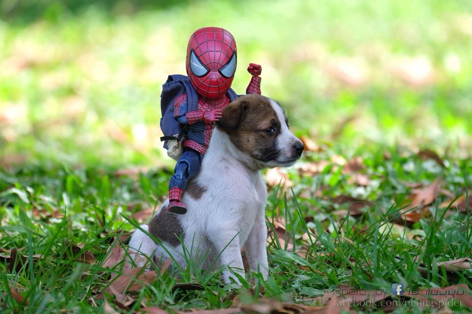 Spider-Man with a Puppy Photoshoot