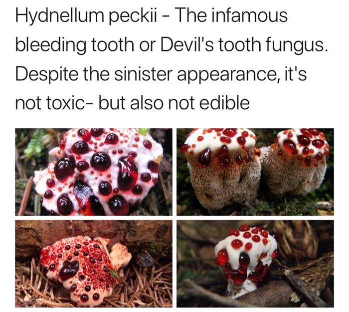 Spooky Plants and Fungi