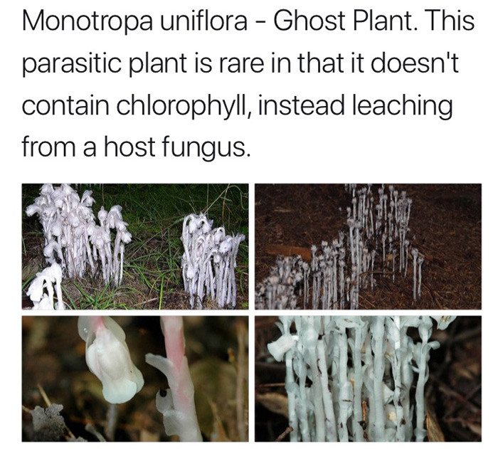 Spooky Plants and Fungi