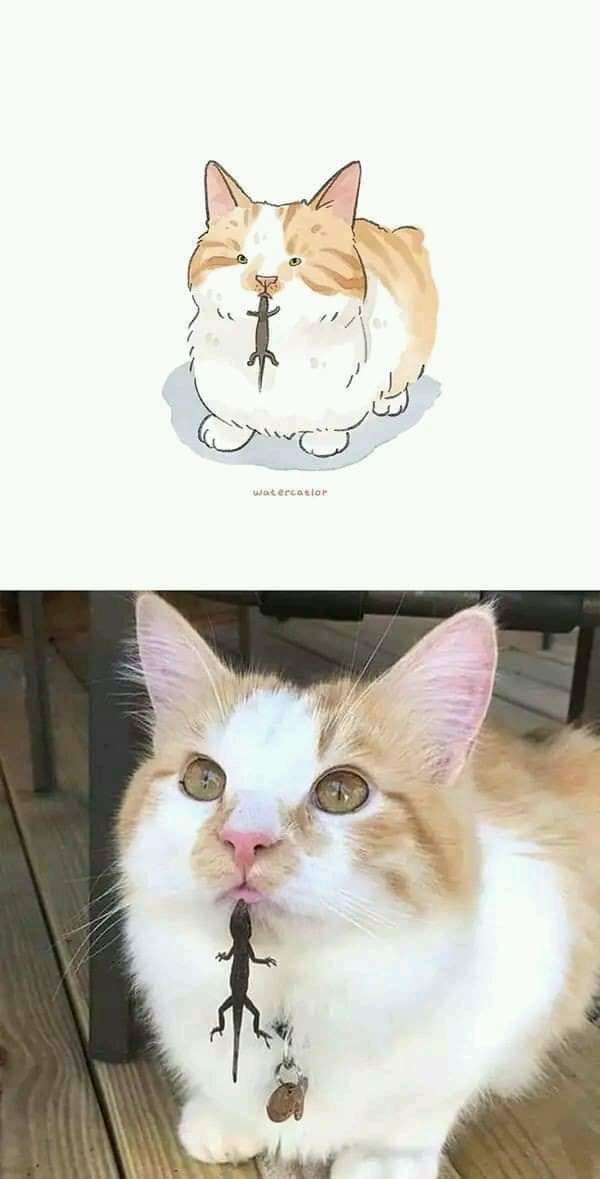 Cat Photo Drawings