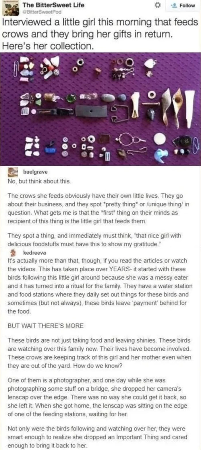 Story About Crows That Bring a Gifts to a Girl