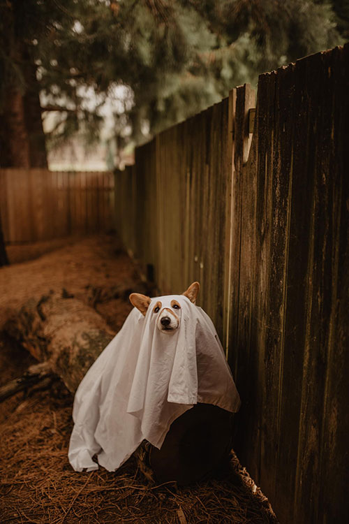 Ghost Dog Halloween Photoshoot