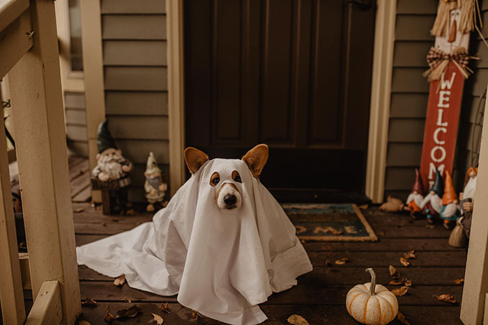 Ghost Dog Halloween Photoshoot