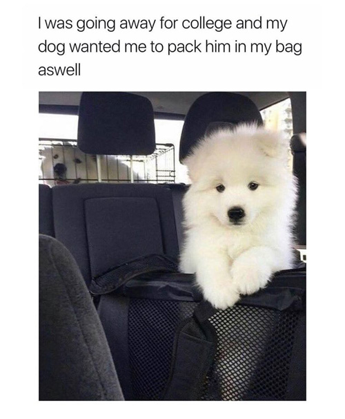 Wholesome Doggo Memes