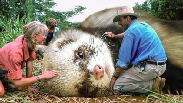 Jurassic Park but With Ferrets Instead of Dinosaurs
