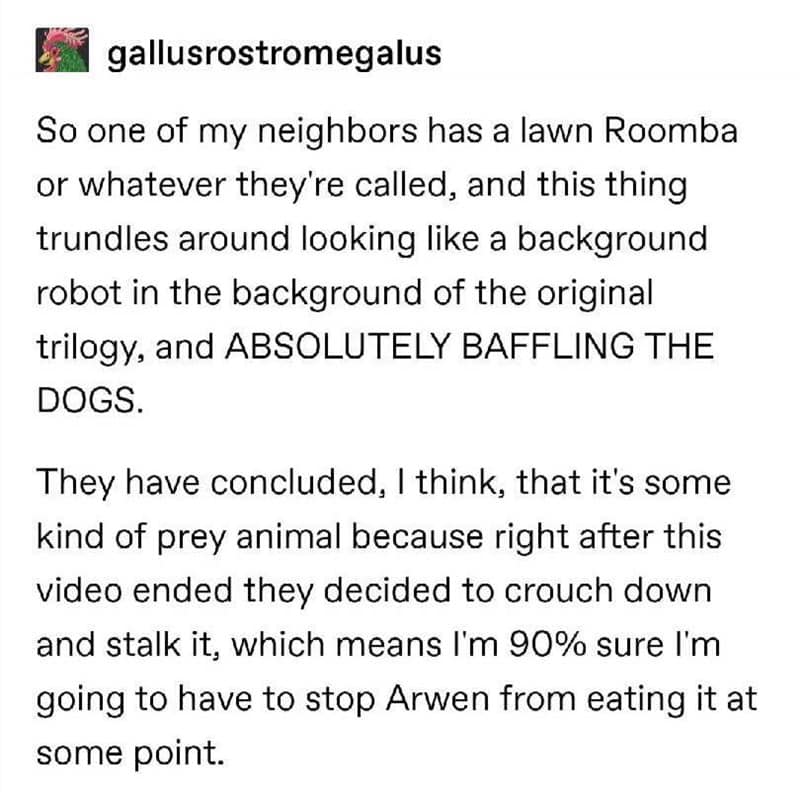 Lawn Roomba vs Arwen the Sheepdog