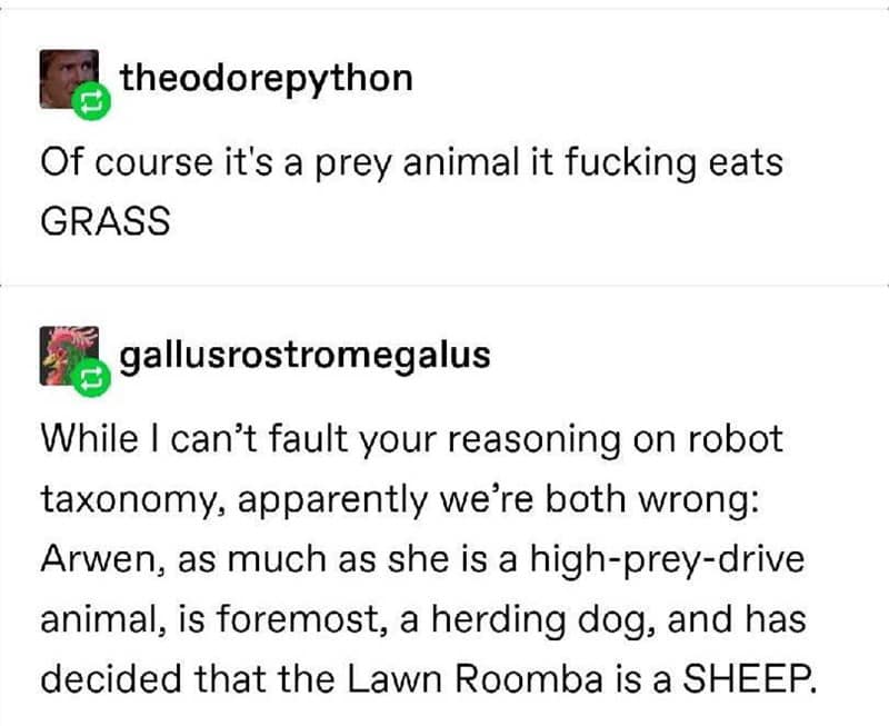 Lawn Roomba vs Arwen the Sheepdog