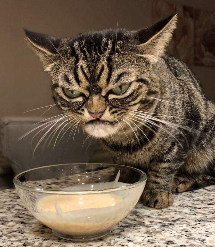 Angry Cat is the New Grumpy Cat