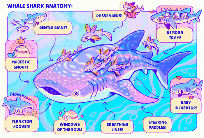 Sweet Sharks Anatomy Art