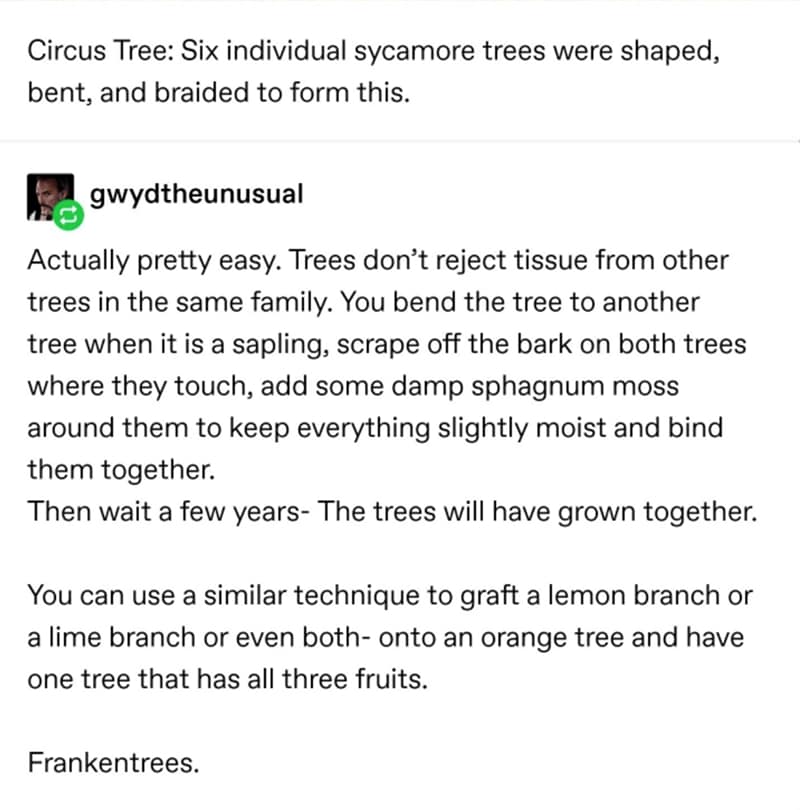 Trees Are Super Weird