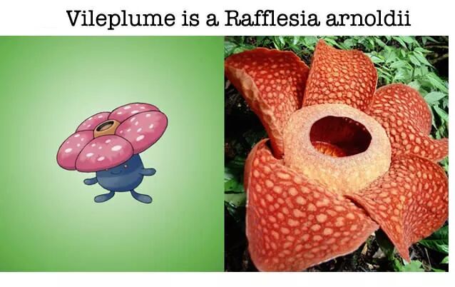 Animals & Plants In Real Life That Look Like Pokemon