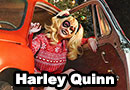 Christmas Harley Quinn Cosplay