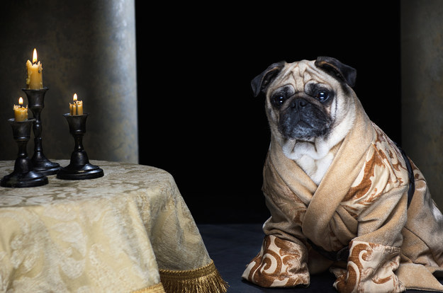 The Pugs of Westeros‬