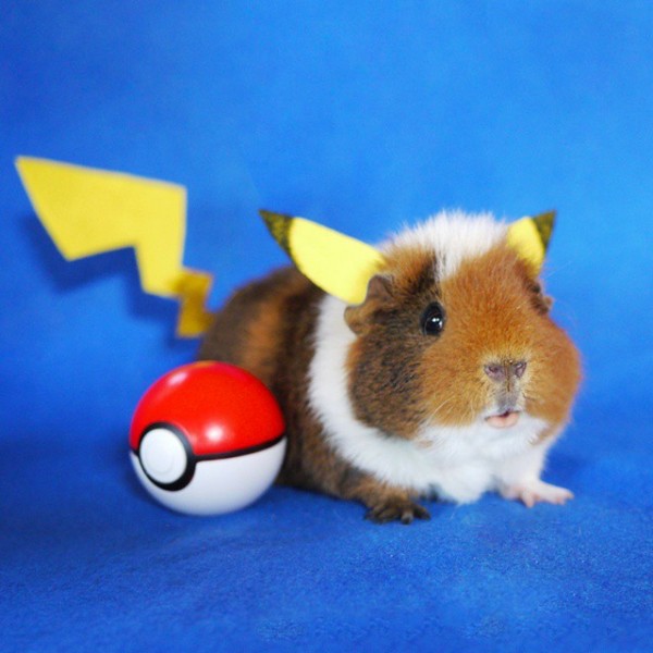 Adorable Guinea Pig Cosplay