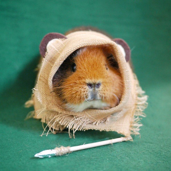 Adorable Guinea Pig Cosplay