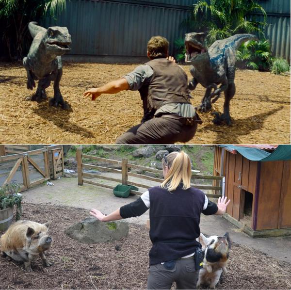 Zookeepers Hilariously Recreating Chris Pratts Jurassic World Raptor Pose