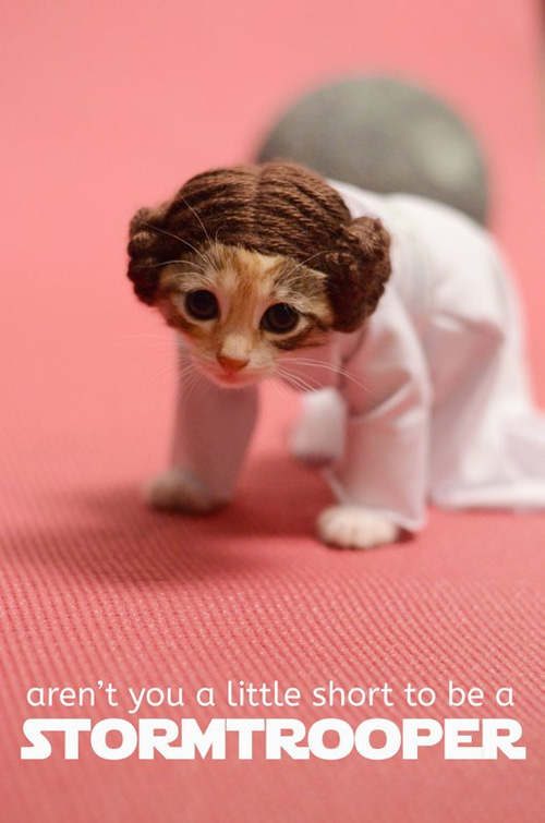 Adorable Princess Leia Kitten
