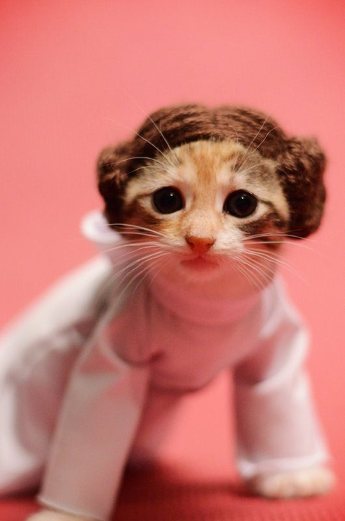 Adorable Princess Leia Kitten