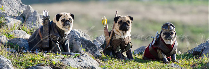 Lord of the Rings Pugs
