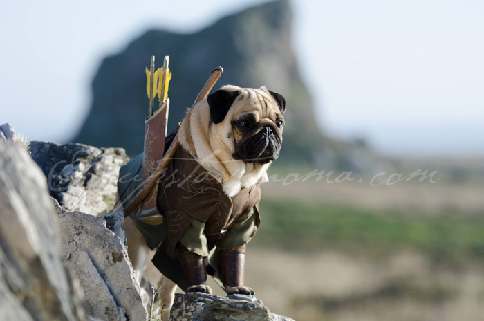 Lord of the Rings Pugs