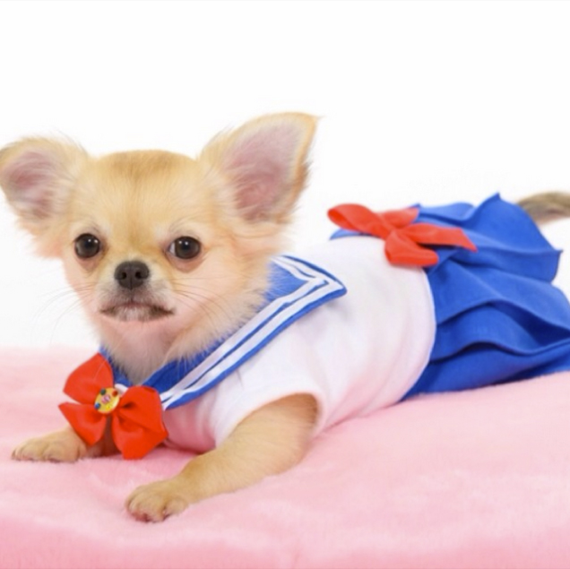 Sailor Moon Chihuahua Cosplay