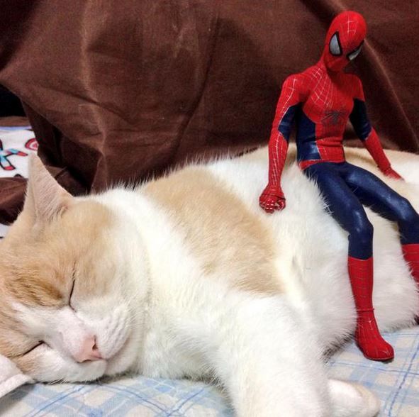Spider-Man Cuddling with Kitties