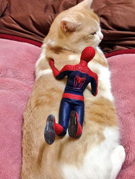 Spider-Man Cuddling with Kitties