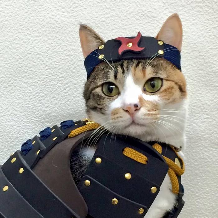 Samurai Armor for Cats and Dogs