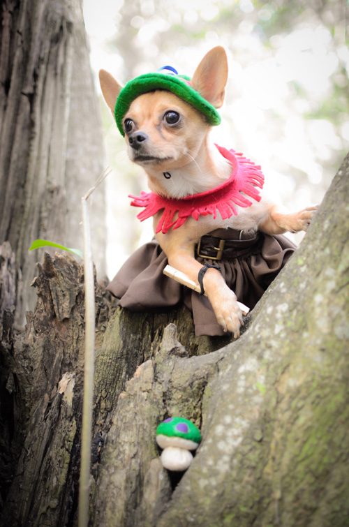 Teemo from League of Legends Dog Cosplay