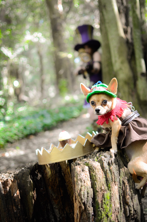 Teemo from League of Legends Dog Cosplay